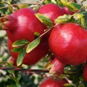 Pomegranates growing on a tree