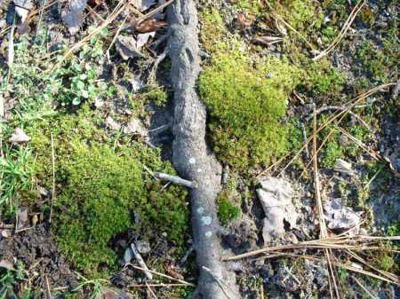 ground moss