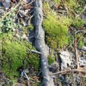 ground moss