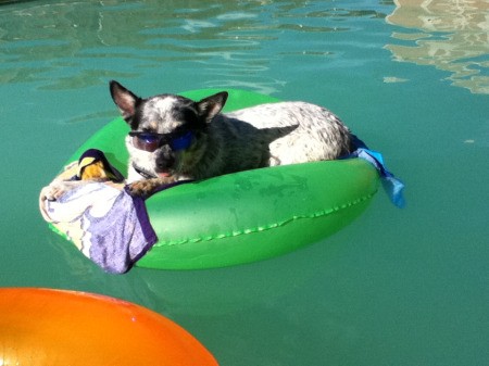 Tool (Blue Heeler) on a float in the pool.