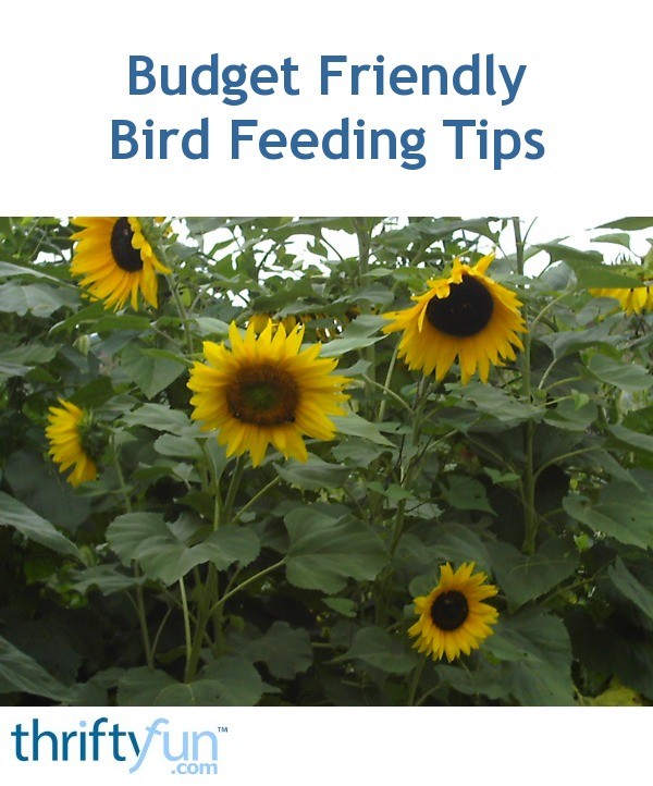 Budget Friendly Bird Feeding Tips ThriftyFun