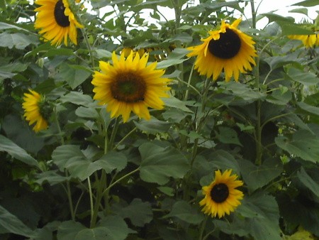 Budget Friendly Bird Feeding Tips, plant sunflowers for the birds.