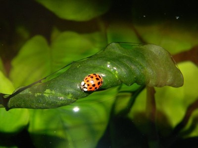 Ladybug on Green Leaf