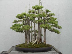 multiple bonsai trees