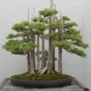 multiple bonsai trees