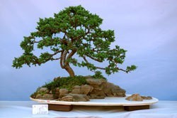 bonsai tree