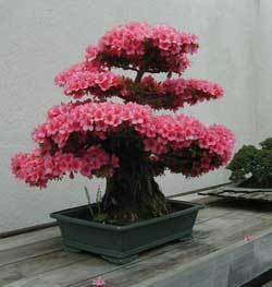 flowering bonsai