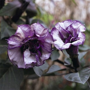 Garden: Black Current Swirl Angel Trumpet