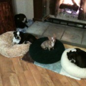 Three Boston Terriers on their beds in front of the fire.