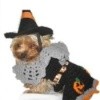 A dog dressed as a witch for Halloween.