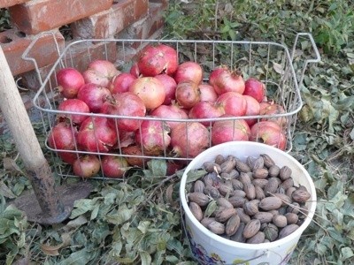 Harvested pomegranates and pecans