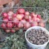 Harvested pomegranates and pecans