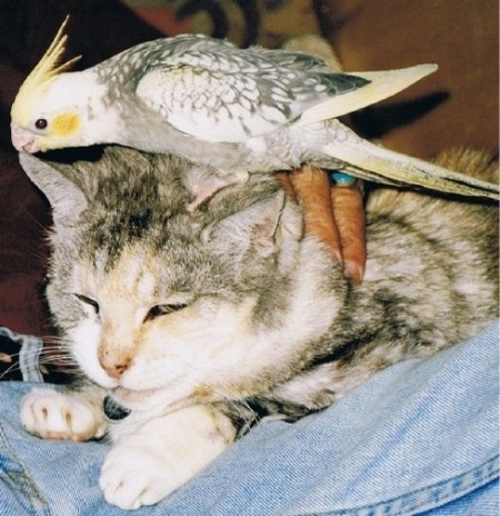 In Memory Of Pixie (Cat)- a cat with a bird on her head.