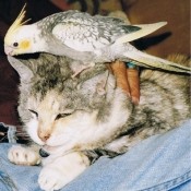 In Memory Of Pixie (Cat)- a cat with a bird on her head.