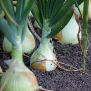 Onions growing in the ground.