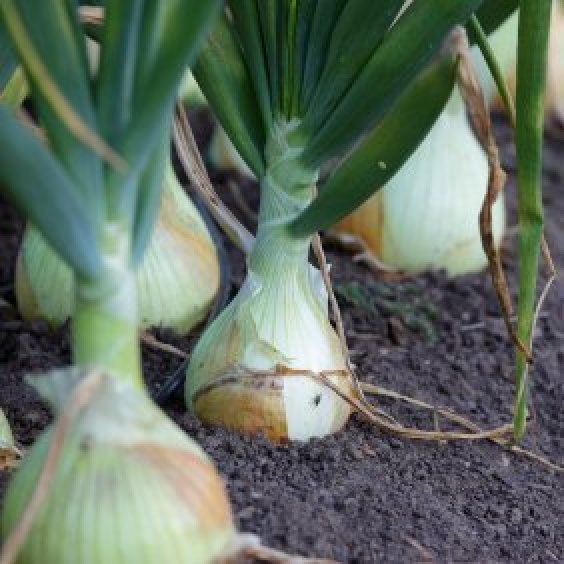 Growing Onions | ThriftyFun