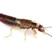 Photo of an earwig.