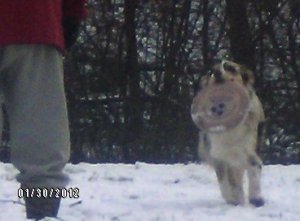 Sadie (Dog) playing in the snow with a frisbie