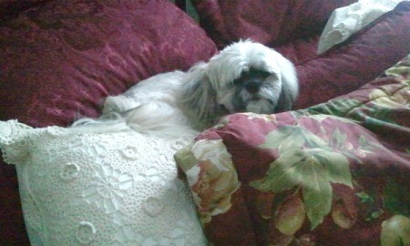 Taylor (ShihTzu), a small white dog on a couch.