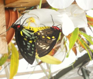 Butterfly Sanctuary (Hinsdale, MA)