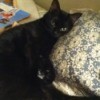 Skeeter (Black Shorthair Cat)