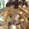 Use Stuffed Animals As Dog Toys - a dog holding a stuffed animal in his mouth.