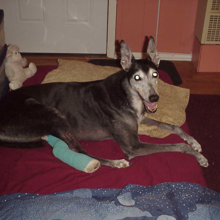 Crib Mattress As Dog Bed ThriftyFun