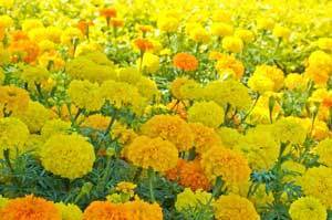 Yellow and orange marigolds