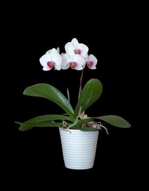 White and Pink Orchid in white pot