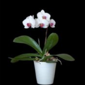 White and Pink Orchid in white pot