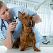 Veterinarian looking at a dog.