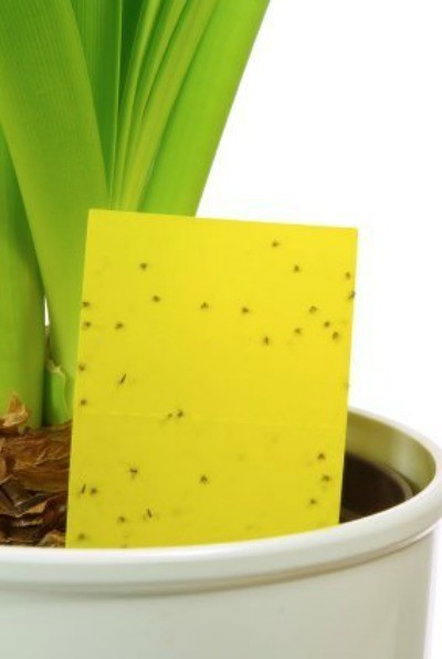 Insects on Yellow Paper in a houseplant