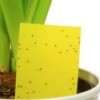 Insects on Yellow Paper in a houseplant