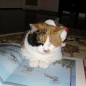 A Meowy Christmas, a cat with a santa hat.