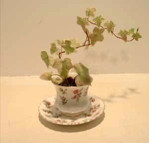 An ivy plant in a china teacup with saucer.