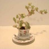 An ivy plant in a china teacup with saucer.