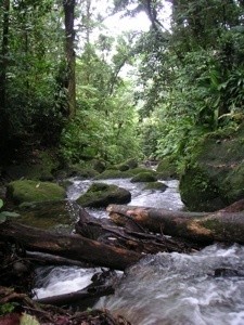 Dominica Stream
