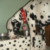 Dottie, a Dalmatian and her black and white spotted food dishes.