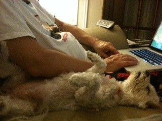 Lulu (white Maltese dog) laying on back in chair next to owner using a laptop computer