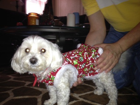 Lulu ( white Maltese dog) wearing a red dog coat.