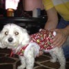 Lulu ( white Maltese dog) wearing a red dog coat.