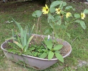 Planter made with an old wheelbarrow.