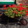 Old wheelbarrow full of red geraniums.
