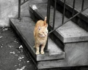 A cat that looks like it has been left behind after a disaster.