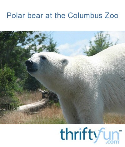 columbus zoo polar bear