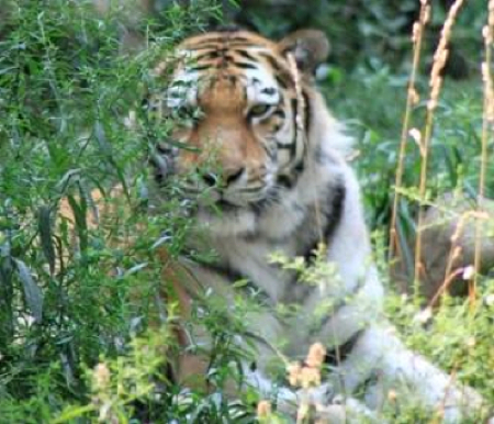 Tiger at the Cleveland Zoo.