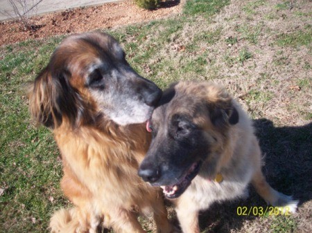 Two Leonburger dogs on the grass.  One is licking the other on the head.