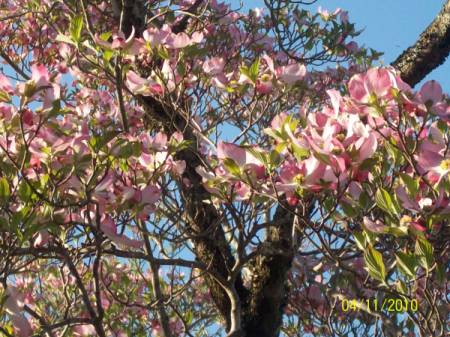 blooming dogwood