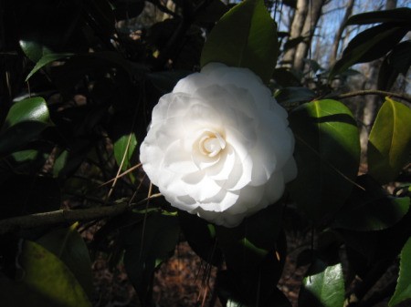 A white camellia planted to celebrate a 25th wedding anniversary.