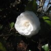 A white camellia planted to celebrate a 25th wedding anniversary.